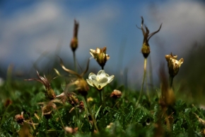 Aleš Zajíček - Alpský květ