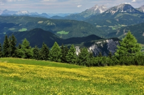 Aleš Zajíček - Alpské květení 2