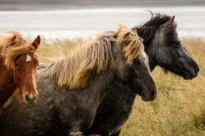 Němý pohled - Islandští koně