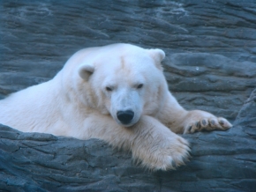 Němý pohled - lední medvěd