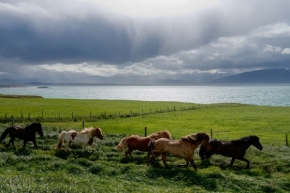 Němý pohled - Island