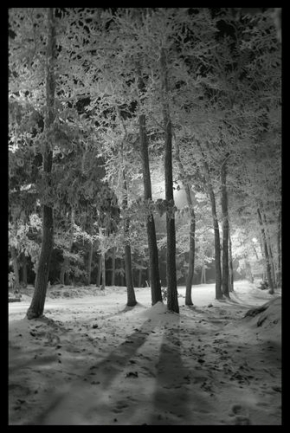 A zima je krásná - Zimní hra stínů