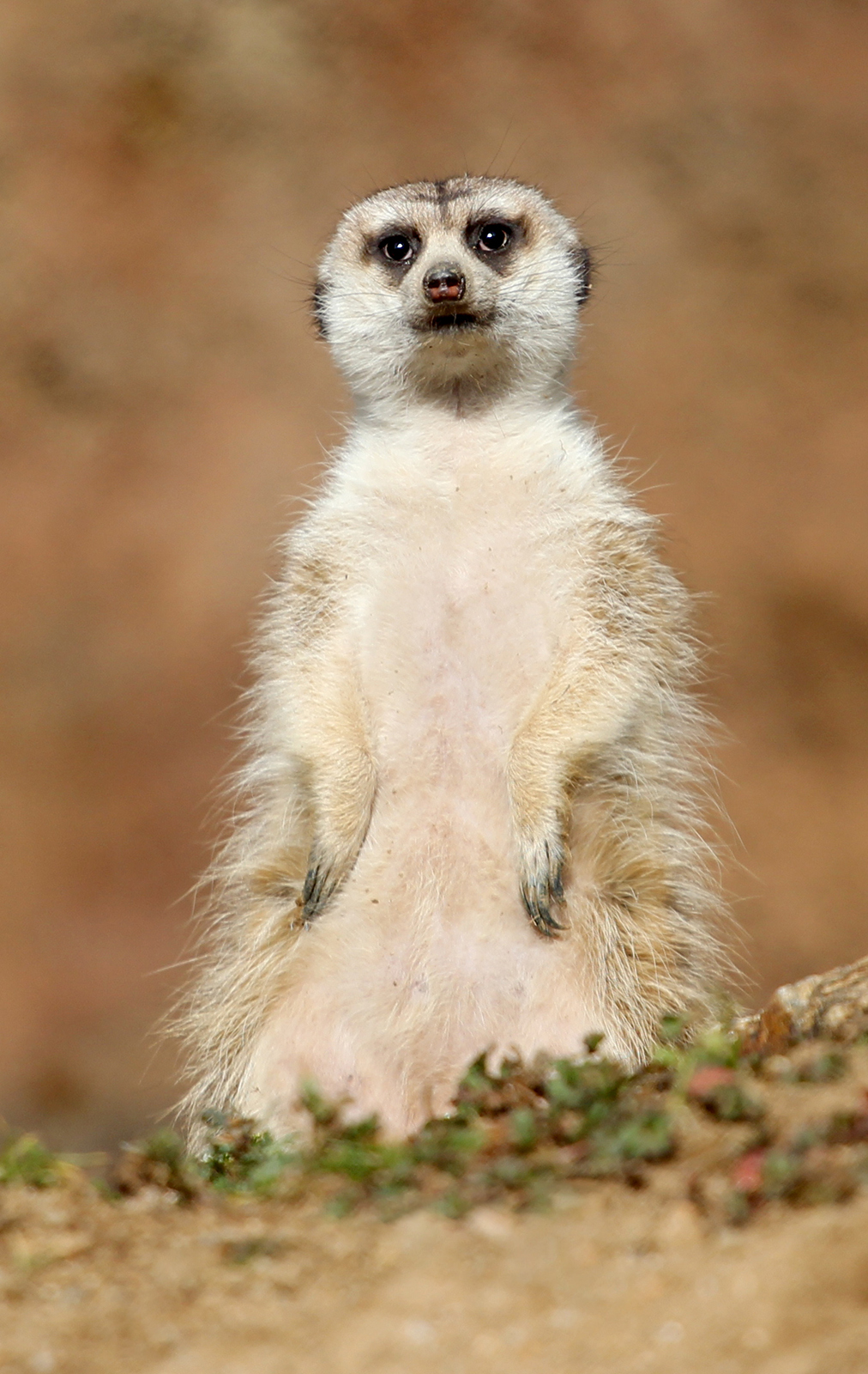 Portrét surikaty