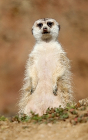 Němý pohled - Portrét surikaty