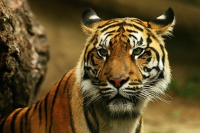 Němý pohled - Tygr sumaterský