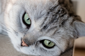 Němý pohled - Kočičí portrét