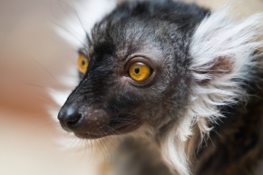 Němý pohled - Lemur tmavý