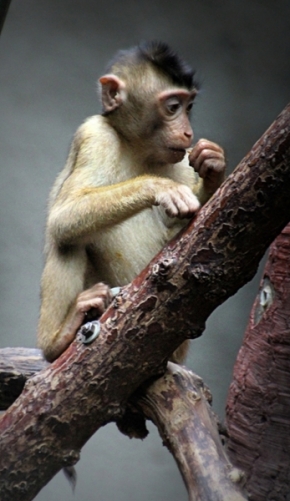 Alena Navrátilová - opička