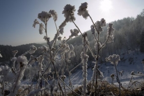 A zima je krásná - Zimní tráva
