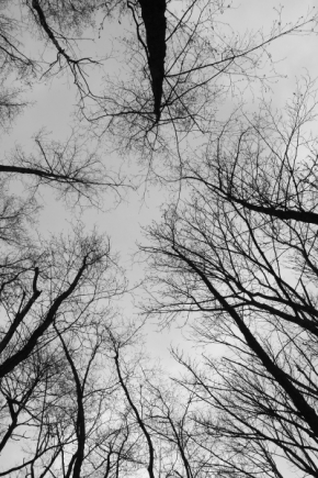 Černobílé snění - Koruny stromů