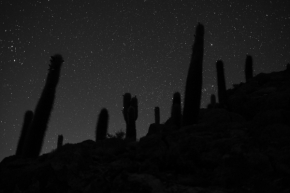 Černobílé snění - O čom snívajú kaktusy