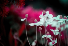 Luční kvítí - Květina