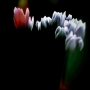 Dana Klimešová -jaro je krásné