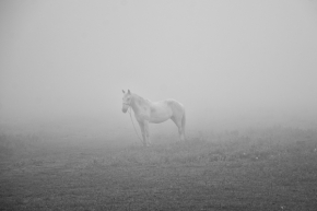 Tomáš Řechtáček - horse in fog
