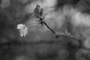 Černobílé snění - Květ