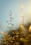 Honza Mrlík -Golden Grass