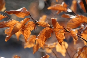 Nedotčená příroda - podzimní listy