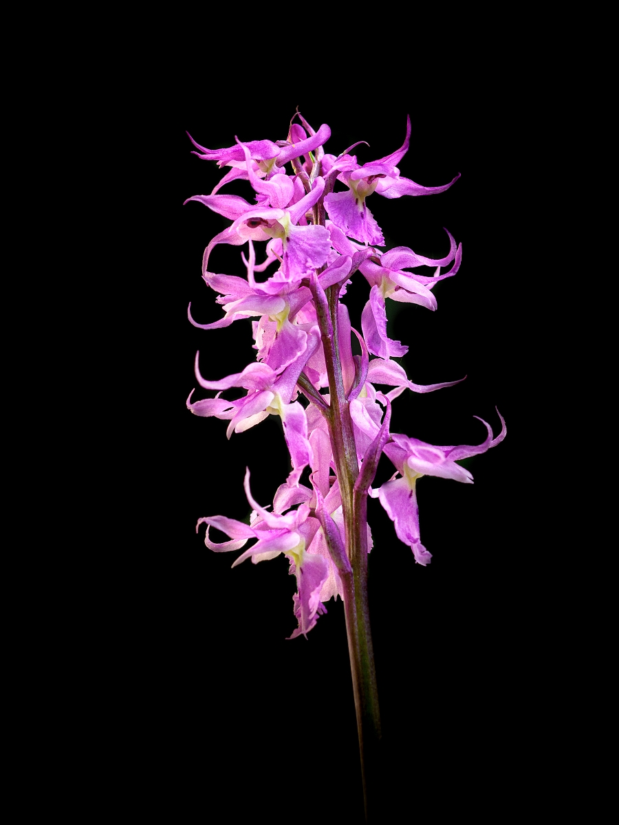 Orchidejová
