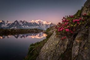 Luční kvítí - Alpské květy