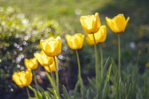 Luční kvítí - Tulipány