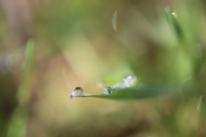 Luční kvítí - Kapka vody v trávě