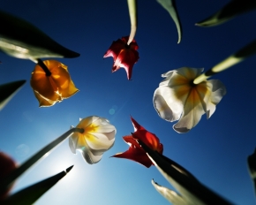 Luční kvítí - Tulipány