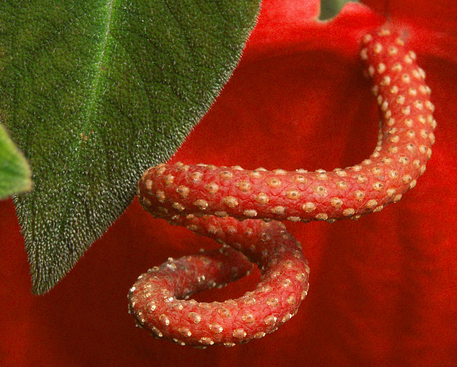 Had v květině :-)