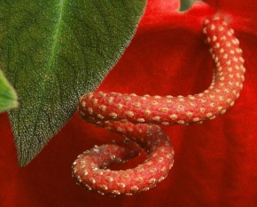 Příroda v detailu - Fotograf roku - kreativita - Had v květině :-)