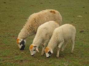 Pavlína Pyrchalová - I ovce mají rády módu, aneb ovčí trend roku 2007
