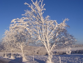A zima je krásná - Zimní strom