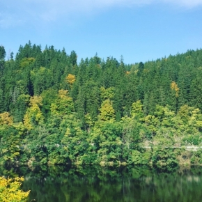 Nedotčená příroda - "originální" fotka lesa