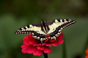 Adriana Heierová - Papilio machaon