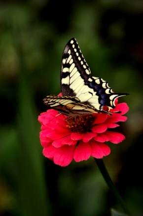Fotograf roku v přírodě 2019 - Papilio 