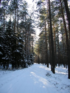 Jan Suchý - Lesní cesta