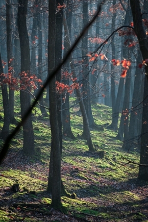 Fotograf roku v přírodě 2020 - Kouzlo v lese