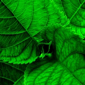 Odstíny zelené - Fotograf roku - Kreativita - III.kolo - zelená je dobrá