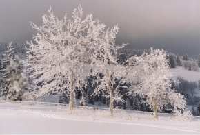 A zima je krásná - "šumavské stromy"