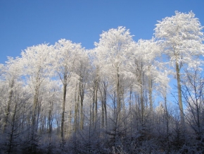 A zima je krásná - Zima v lese 3