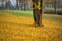 Radovan Kremlička -Podzimní zlato