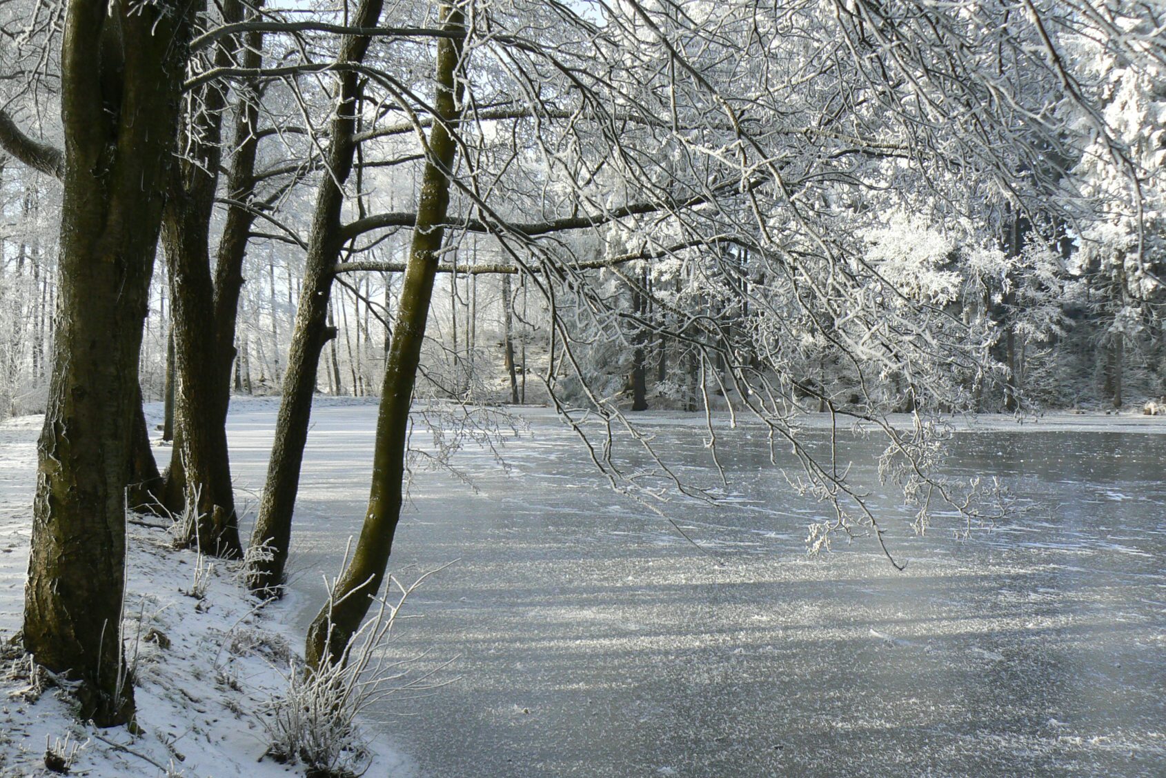 Zamrzlý rybník v okolí Studené na Jindřichohradecku