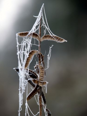 A zima je krásná - Fotograf roku - Lupinus-vánoční strom