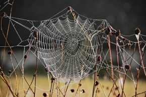 Fotograf roku v přírodě 2020 - Podzimní pavučiny I.