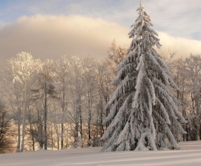 Kouzlení zimy - Vianocny stromcek