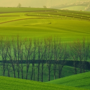 Odstíny zelené - Fotograf roku - Top 20 - III.kolo - Zemědělská krajina