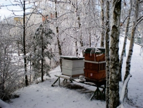 A zima je krásná - Včely v zimě spí