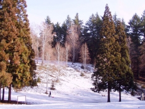 A zima je krásná - Barvy lesa v zimě