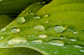 Odstíny zelené - po dešti