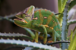 Odstíny zelené - Chameleon