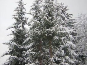 A zima je krásná - 2 stromy