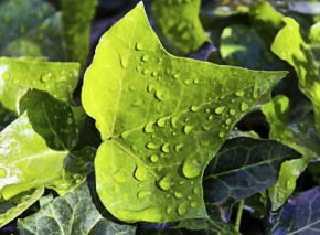 Odstíny zelené - List po dešti